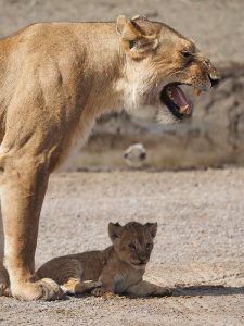 セレンゲティのライオン親子 子連れの動物は目が離せません